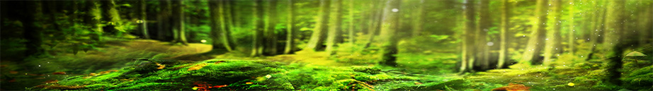 banner-1